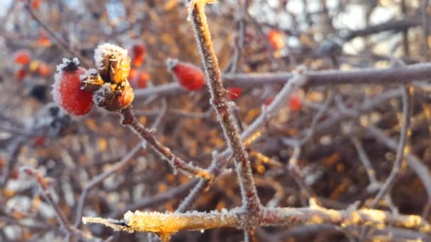 Abstrakt animiert.Hagebutte im Winter, Frost und Schnee. — Stockvideo