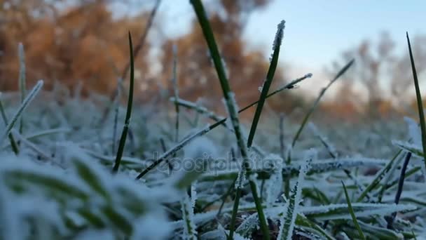 The first sudden early snow on green grass. cold — Stock Video