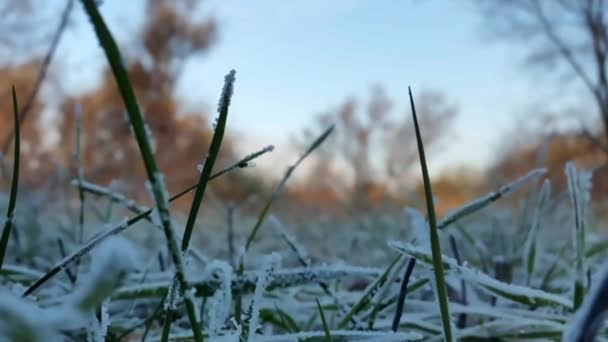 Pierwszy nagłe śnieg na zielonej trawie. zimno — Wideo stockowe