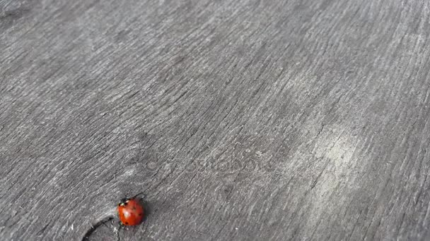 Uğur böceği gezinmeler ahşap bir masa üzerinde — Stok video