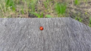 Uğur böceği gezinmeler ahşap bir masa üzerinde