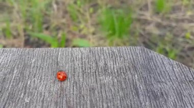 Uğur böceği gezinmeler ahşap bir masa üzerinde