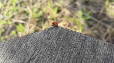 Uğur böceği tablosundan alır