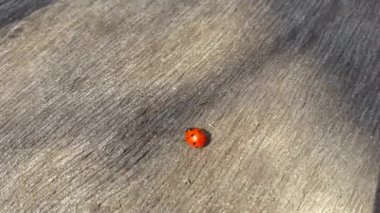 Uğur böceği gezinmeler ahşap bir masa üzerinde.