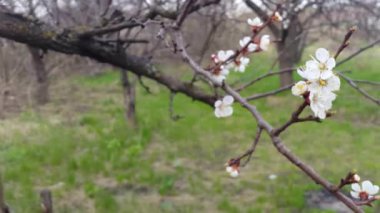 Çiçeği ağaçlar bir arka plan yeşil çimen