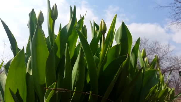 Pas de tulipes mûres balancent dans le vent 