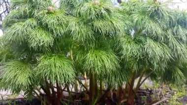 Rüzgarda sallanan dekoratif ağaç