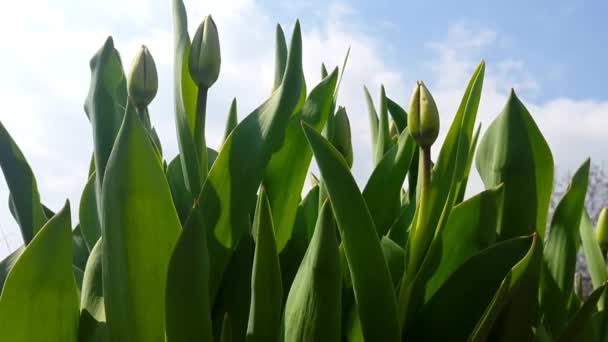 Není zralé tulipány houpat se ve větru — Stock video