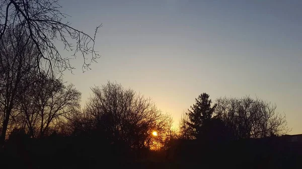 Matahari terbenam. matahari di belakang pohon — Stok Foto