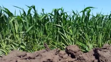 Rüzgarda sallanan genç buğday