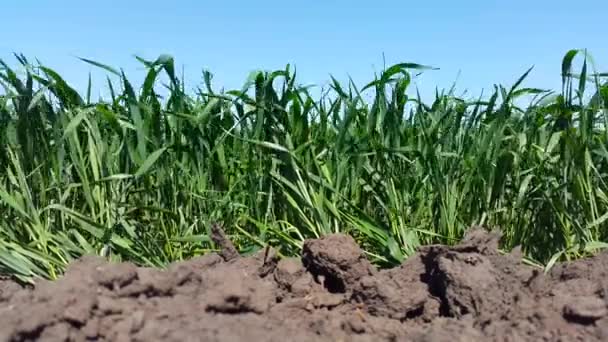 Trigo joven balanceándose en el viento — Vídeo de stock