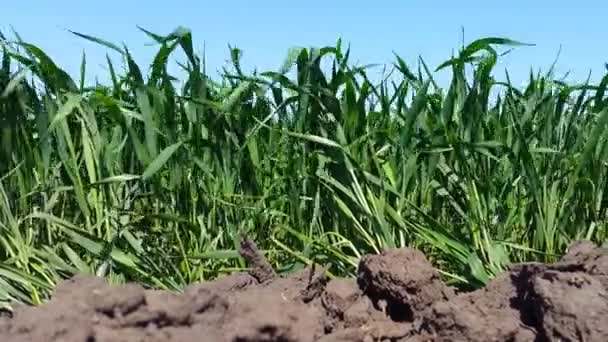 Rüzgarda sallanan genç buğday — Stok video