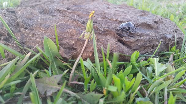 The beetle crawls on cow dung — Stock Video