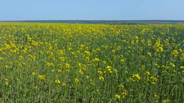 Рапсовое поле в полном расцвете, используемое для биотоплива — стоковое видео