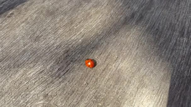 Ladybird rasteja em uma mesa de madeira . — Vídeo de Stock