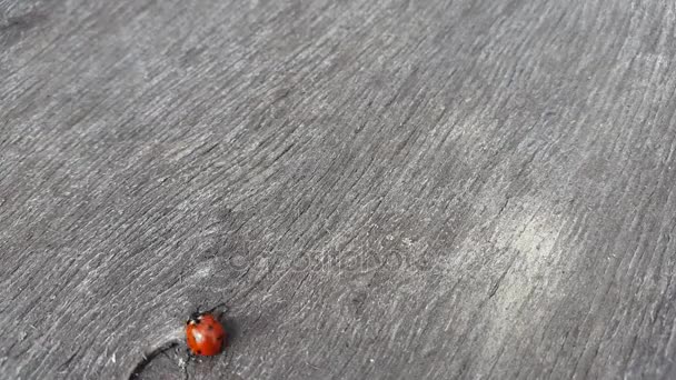 Ladybird rasteja em uma mesa de madeira.padrão, loop — Vídeo de Stock