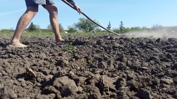 Mannen med bara fötter odlar marken med en kratta — Stockvideo