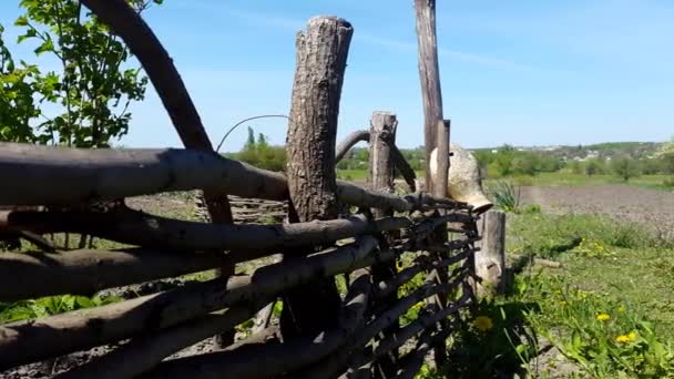 Round Wicker fence and nature — Stock Video