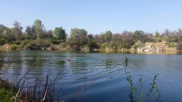 Мужчина плавает в озере — стоковое видео
