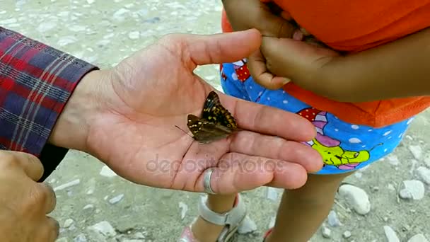 The hands of the father and the child hold the butterfly — Stock Video