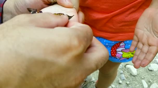 Руки отца и ребенка держат бабочку — стоковое видео