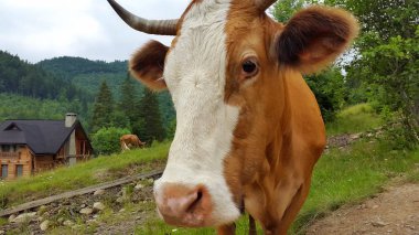 Buzağı yüz, seçici odak