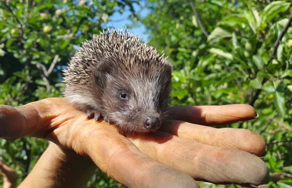 Hedgehog in the hands. Little hedgehog on the palm of your hand