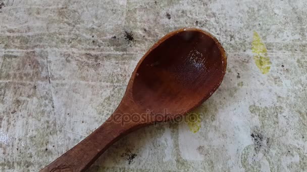 La mosca se arrastra sobre una cuchara de madera . — Vídeo de stock