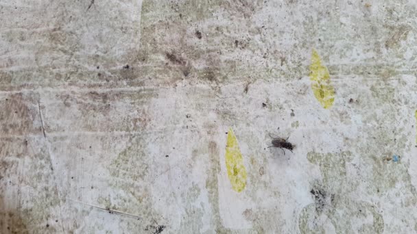 Volar se arrastra en una pared abstracta — Vídeo de stock