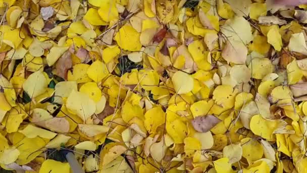 Timelapse. Achtergrond in de vorm van hart van de herfst bladeren — Stockvideo
