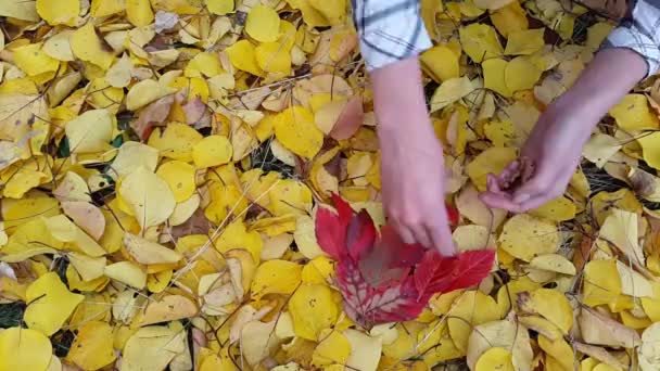 Timelapse. Bakgrund i form av hjärta från hösten lämnar — Stockvideo