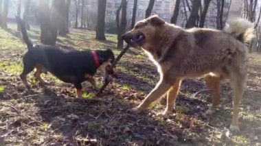 Bir sopayla köpekler play