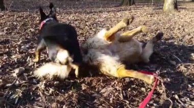 Bir sopayla köpekler play