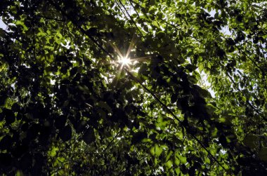                     ağacı güneşli bir gün 