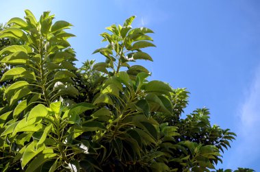 ağaç güneşli yaz gün 