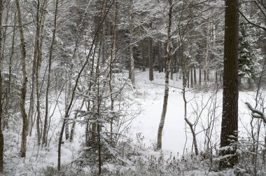 Orman Kış öğleden sonra