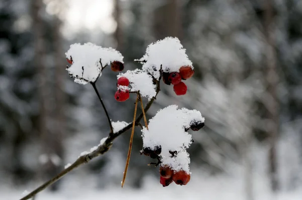 Ліс днем зими — стокове фото
