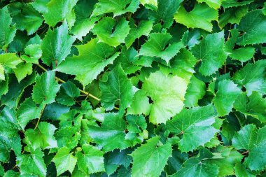 Yeşil üzüm yeşillik