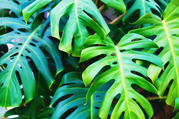 Groene monstera bladeren — Stockfoto