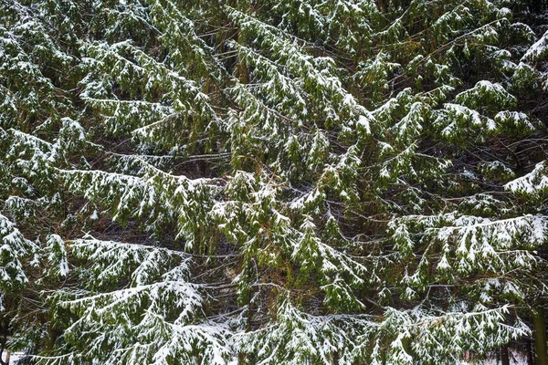 モミの木や雪 — ストック写真