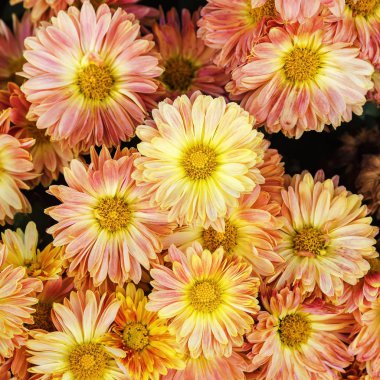 Güzel Gerbera çiçekleri