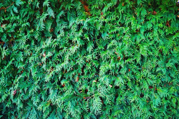 Texture thuja verte — Photo