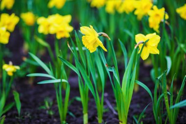 Sarı nergis çiçekleri