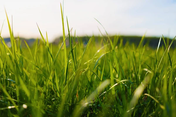 Hierba verde gruesa — Foto de Stock