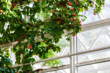 Pencere arka planında bitki