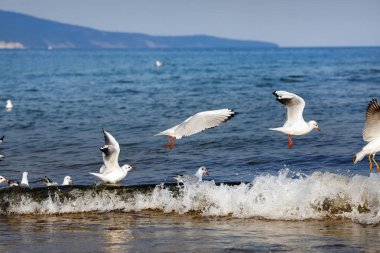 Martılar deniz dalgaları üzerinde