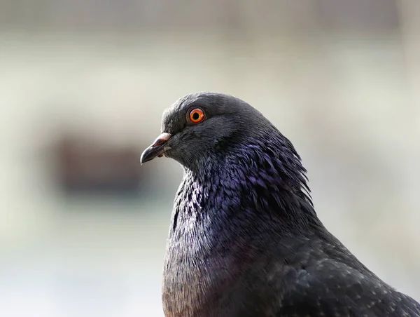 Tête et cou de pigeon — Photo
