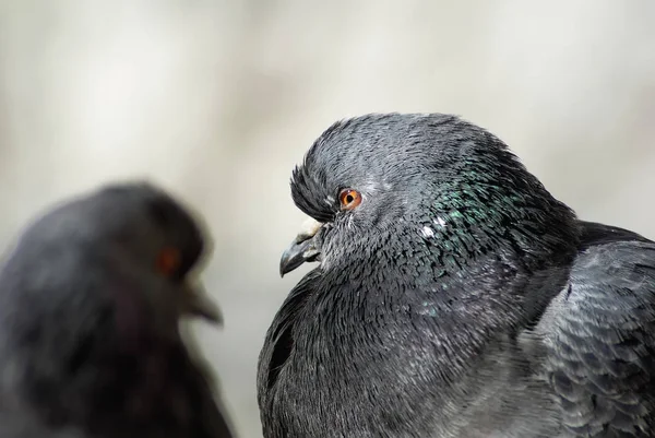 Deux pigeons de près — Photo