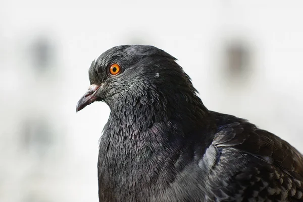 Güvercin Close-Up — Stok fotoğraf