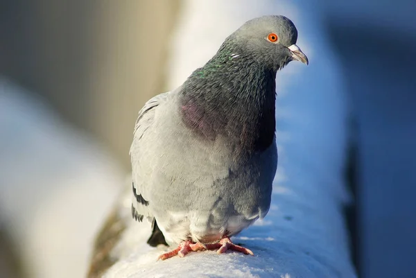 Pigeon sur la neige — Photo